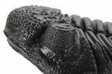 Perfectly Prone, Drotops Trilobite - Large Specimen #227794-6